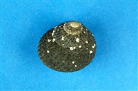 藏品(黑鐘螺)的圖片